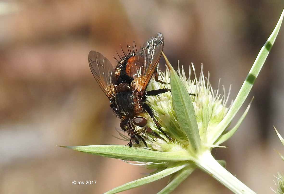 ID Tachinidae: T. cf. gruppo magnicornis